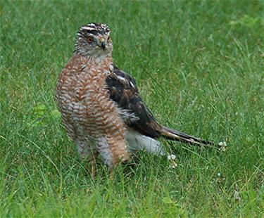 hawk wolfgang_thumb.jpg