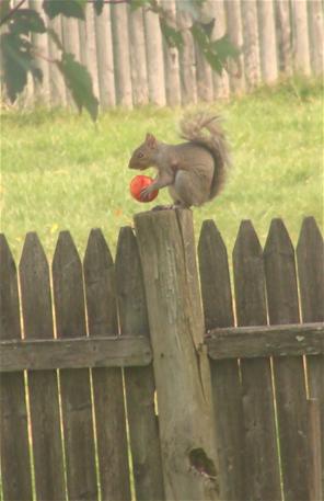 squi with tomato_thumb.JPG